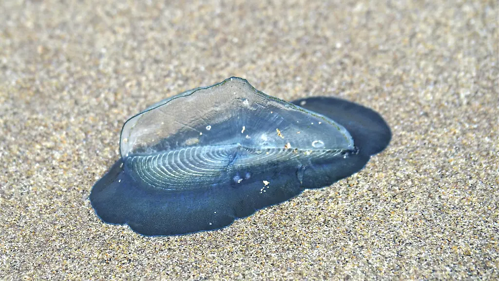 Gefährliche Quallen: Subtropische Segelqualle in Deutschland gesichtet