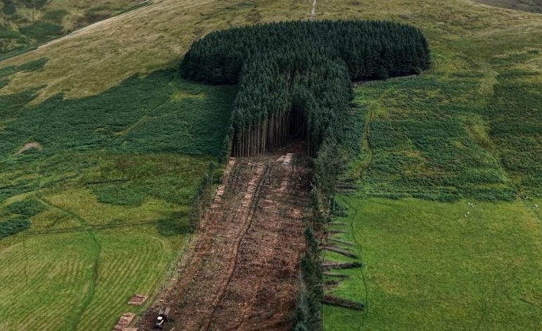 Schottland: Das Ende des Phallus-Waldes