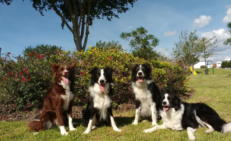 Studie untersucht, wie Hunde menschliche Emotionen erkennen