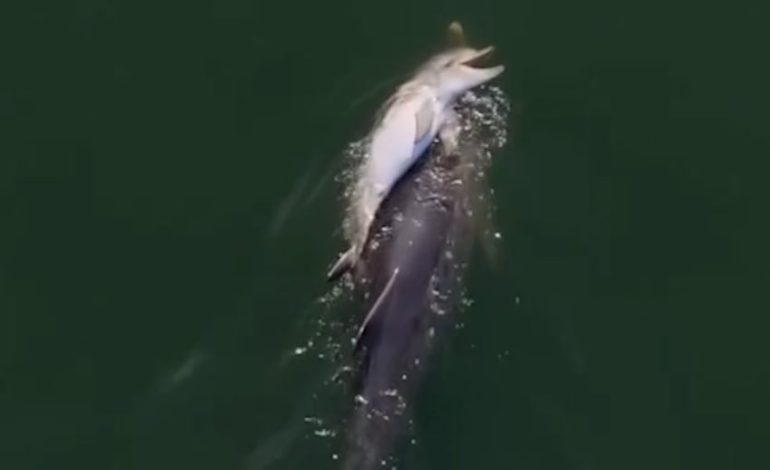 Trauernder Delfin: Ein bewegender Abschied im Meer