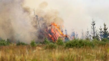 Waldbrände in Belgien und Deutschland: Ausbreitung und Maßnahmen