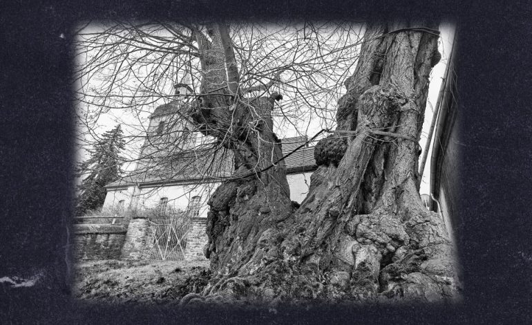 Winterlinde in Großpörthen: Ein idealer Standort für den Pranger
