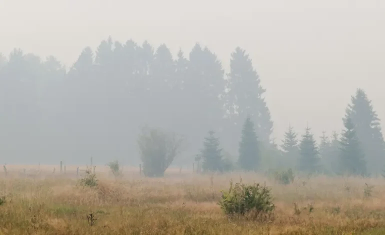 Großflächige Waldbrände in Belgien und Auswirkungen in Europa
