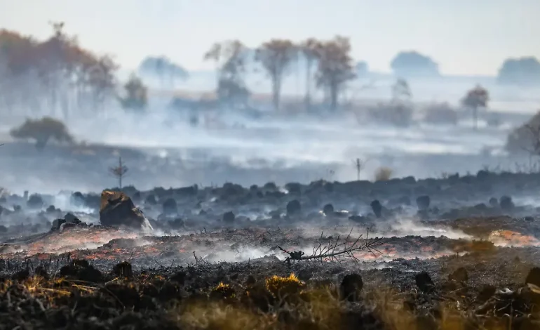 Leichtsinn oder böser Wille? Waldbrände durch Menschen verursacht