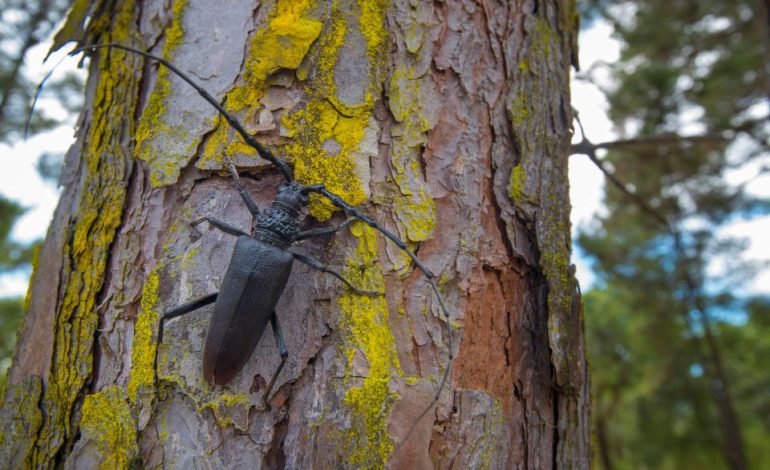 Gerichtsentscheidung über Baumfällung in Karlsruhe wegen Naturschutz