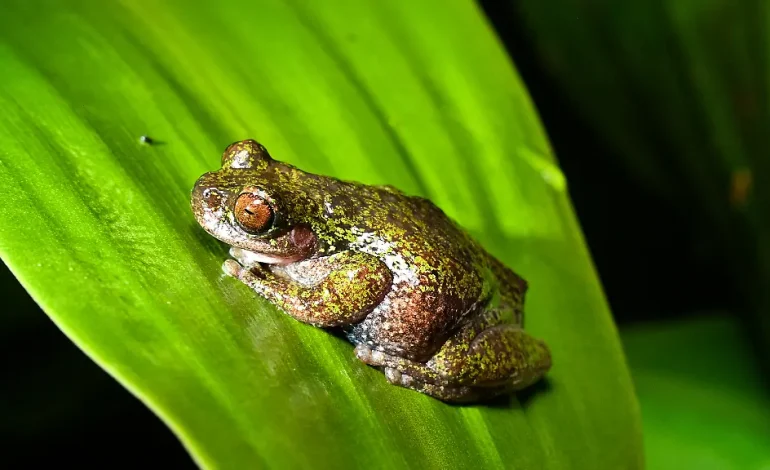 Neu entdeckte Froschart in Costa Rica: Der Kaffeefrosch