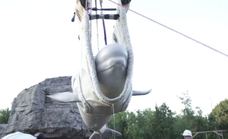 Beluga-Wale und Delfine im Oceanogràfic in Valencia willkommen geheißen