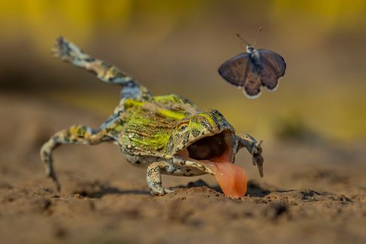 Faszinierende Wildtierfotografien aus aller Welt