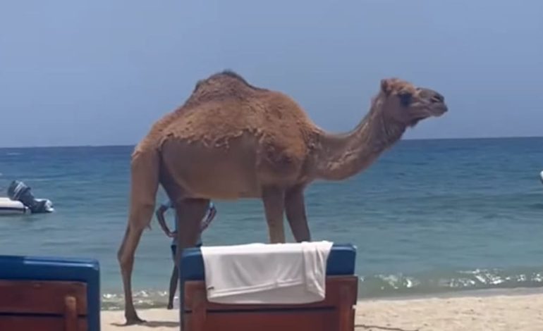 Wildgewordenes Dromedar sorgt für Aufregung am Strand