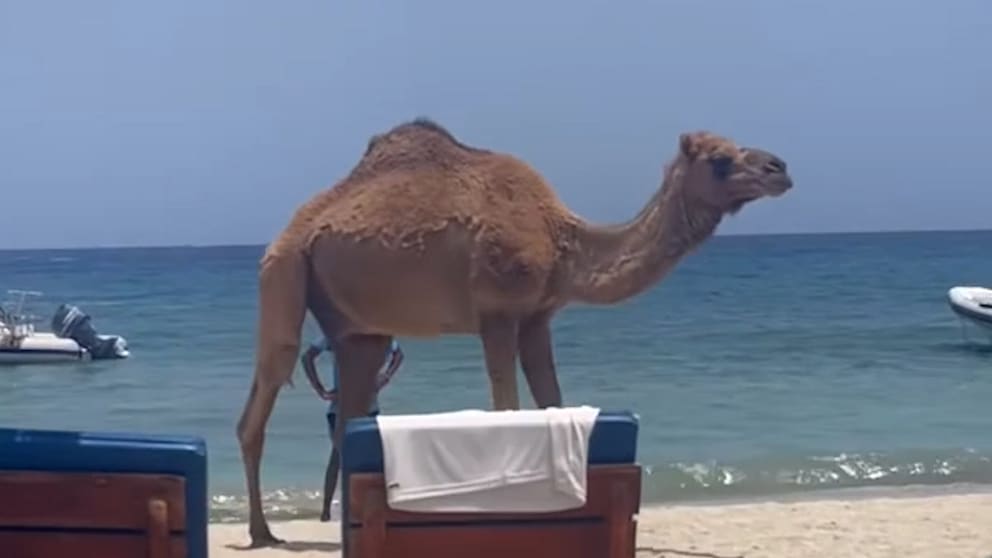 Wildgewordenes Dromedar sorgt für Aufregung am Strand