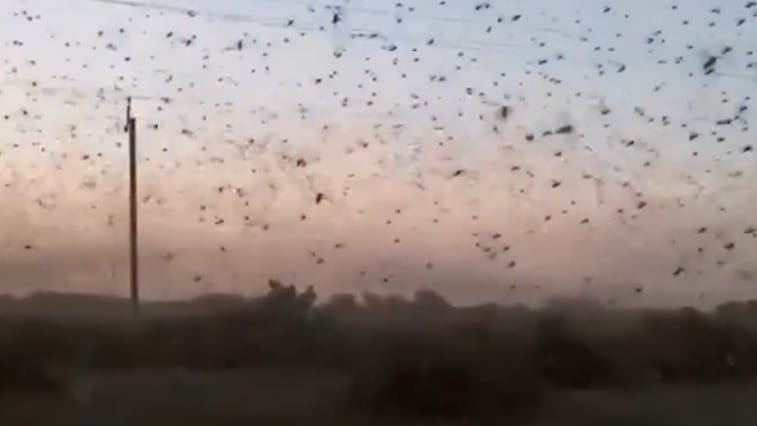 Heuschrecken-Invasion in Russland: Behörden reagieren auf Bedrohung
