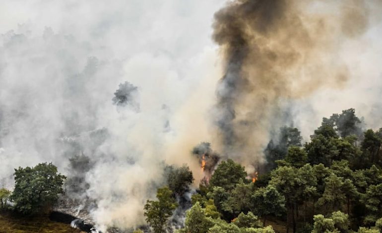 Waldbrand an der Grenze zu Deutschland