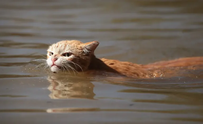 Katze flutet Wohnung in Baden-Baden durch Öffnen des Wasserhahns