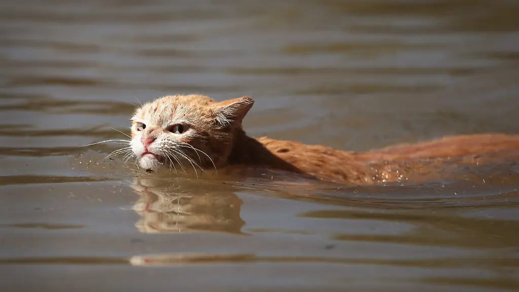 Katze flutet Wohnung in Baden-Baden durch Öffnen des Wasserhahns