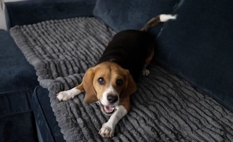 Durchbruch in der allergiefreundlichen Hundezucht