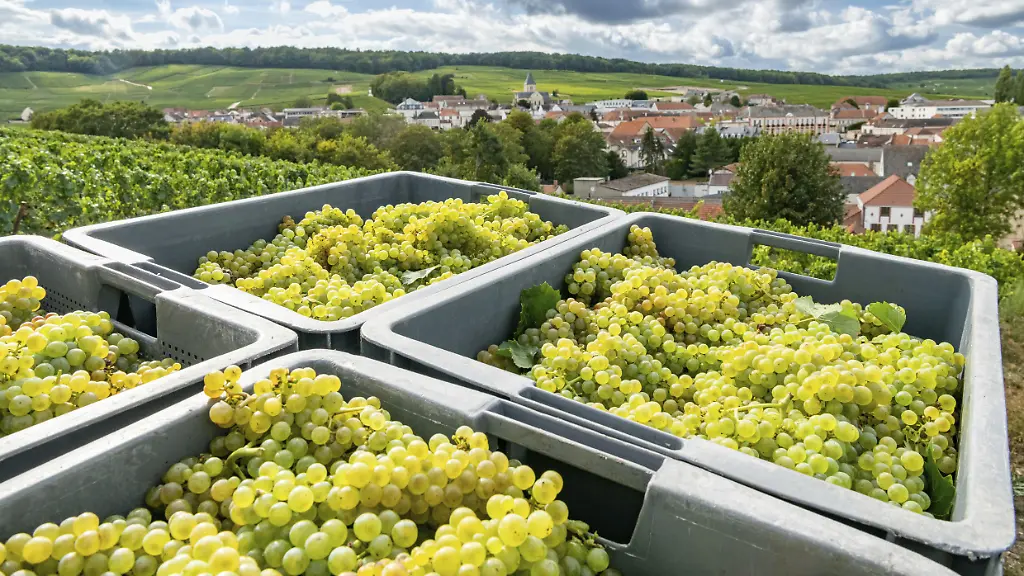 Klimawandel und Frühe Weinlese in der Champagne
