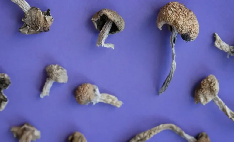 Überraschende Wirkung von Psilocybin in der Chemotherapie