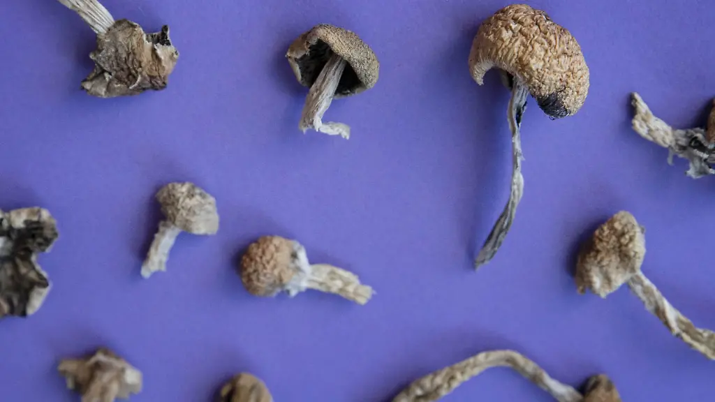 Überraschende Wirkung von Psilocybin in der Chemotherapie