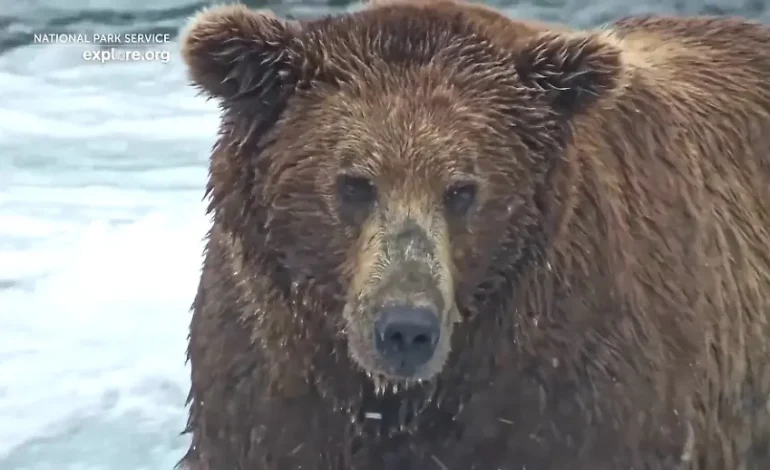 „Fat Bear Week“: Der Wettstreit um den dicksten Bären Alaskas