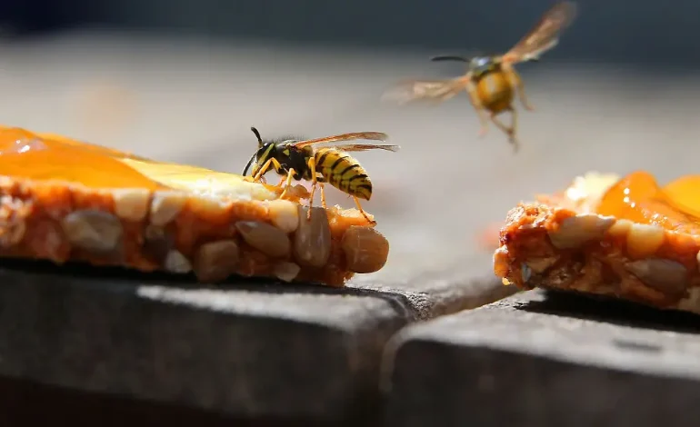 Erste Hilfe bei Bienen- und Wespenstichen