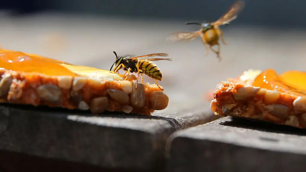 Erste Hilfe bei Bienen- und Wespenstichen