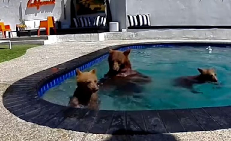 Bärenfamilie genießt Poolabenteuer in Kalifornien