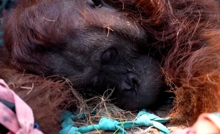 Feuer bedrohen Orang-Utans auf Borneo