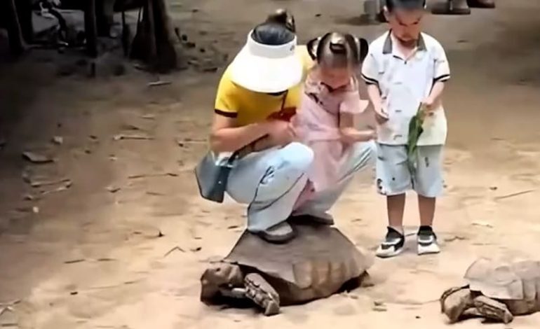 Anschuldigungen gegen Zoo wegen Tierquälerei