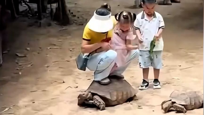Anschuldigungen gegen Zoo wegen Tierquälerei