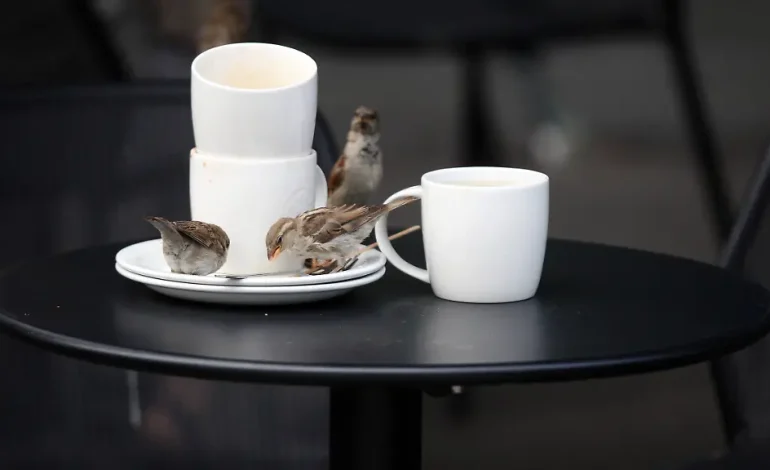 Der mysteriöse Rückgang der Berliner Spatzen