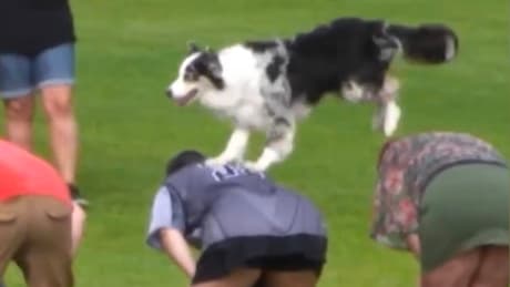 Weltrekord eines Australian Shepherd: „Chardonnay“ in den Guinness-Rekorden