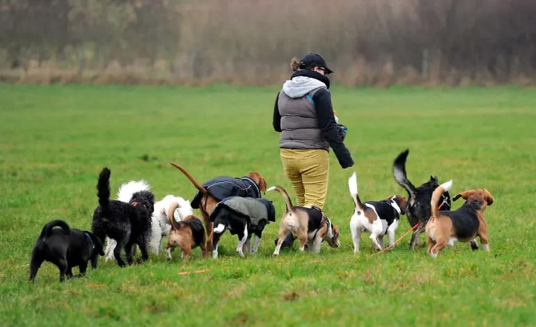 Wann Kosten für Hund und Katze steuerlich absetzbar sind