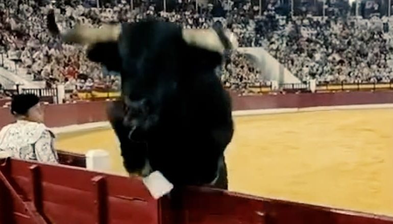 Vorfall bei Stierkampf in Spanien: Stier springt ins Publikum