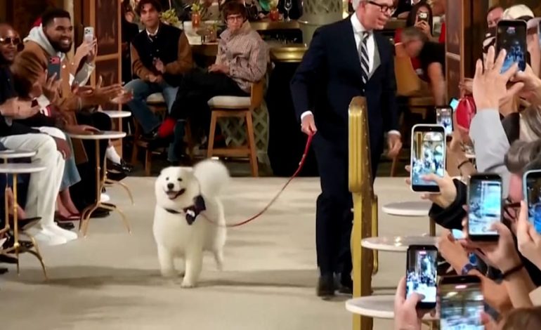 Hund stiehlt die Show bei Tommy Hilfiger in New York