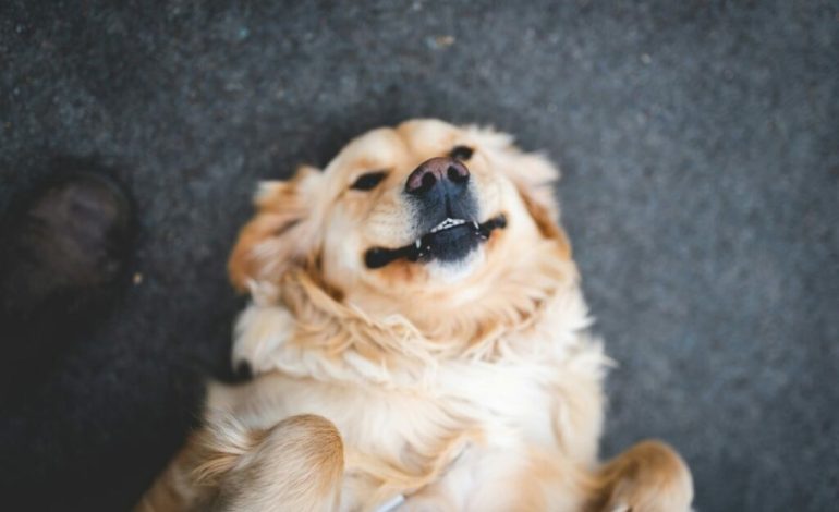Hundehaftpflichtversicherungen: Pflicht, Kosten und Anbieter