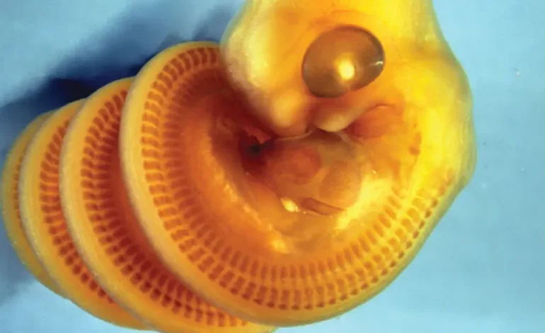 Forscher enthüllen das Geheimnis der Schlangenembryos