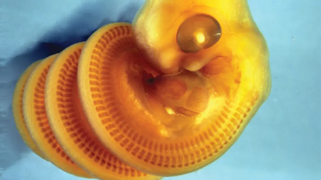 Forscher enthüllen das Geheimnis der Schlangenembryos