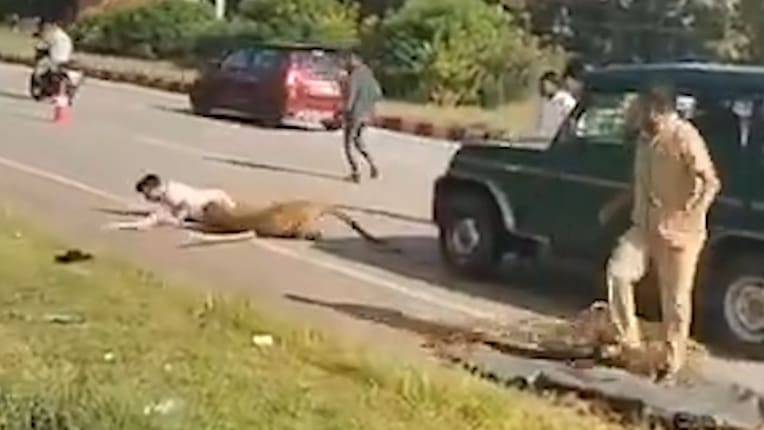 Mann von Leopard attackiert: Helfer in Gefahr