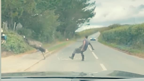 Emu und Mann im Straßen-Duell