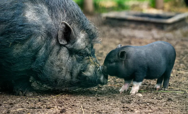 Schwein in Altbauwohnung: Gericht untersagt Haltung