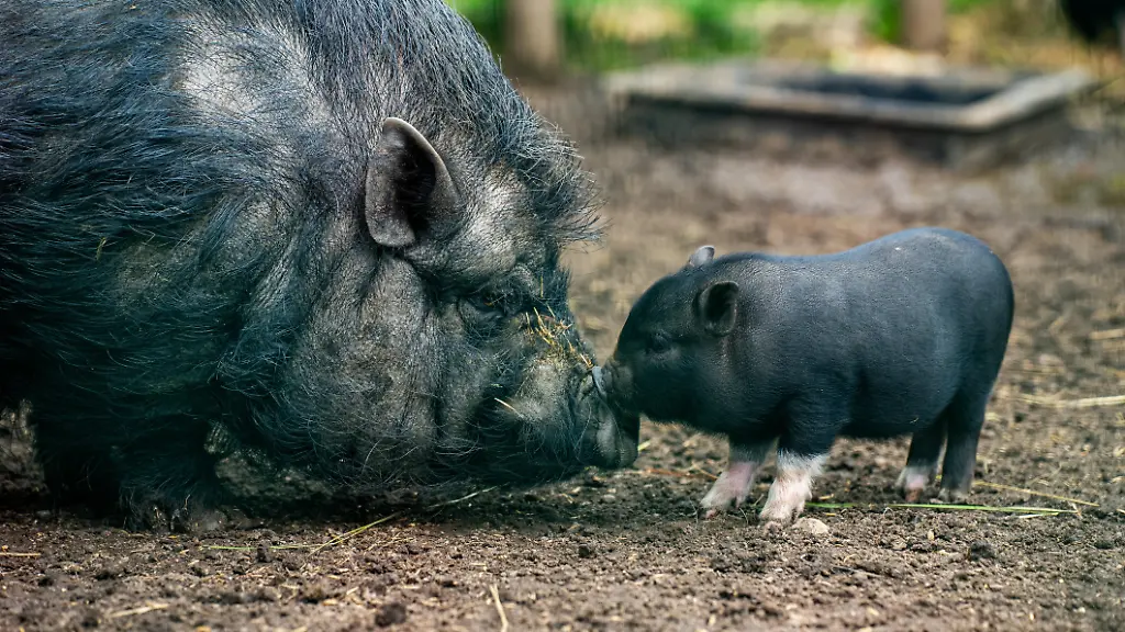 Schwein in Altbauwohnung: Gericht untersagt Haltung