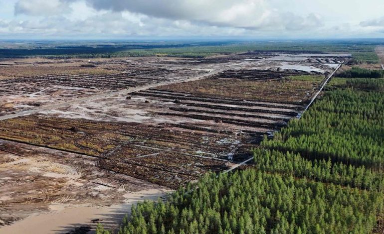 Google investiert in Finnland, Rodungen sorgen für Aufsehen