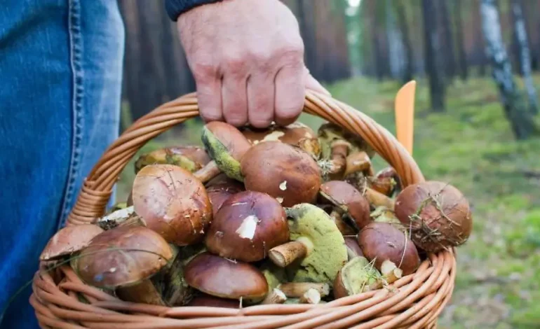 Gefahr beim Pilzesammeln im Wald