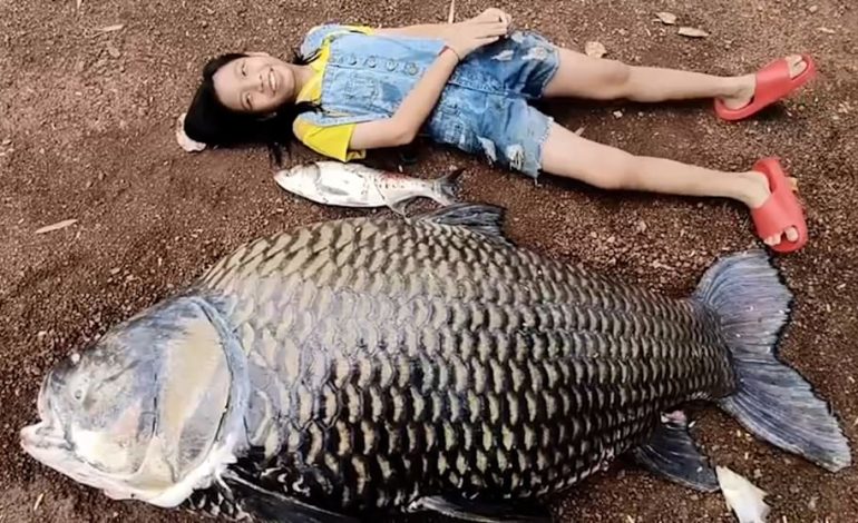 Entdeckung eines riesigen Karpfens in Thailand