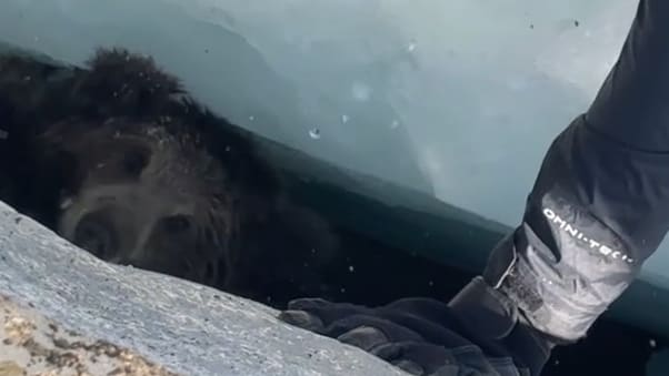 Rettung eines Bärenbabys aus einer Gletscherspalte