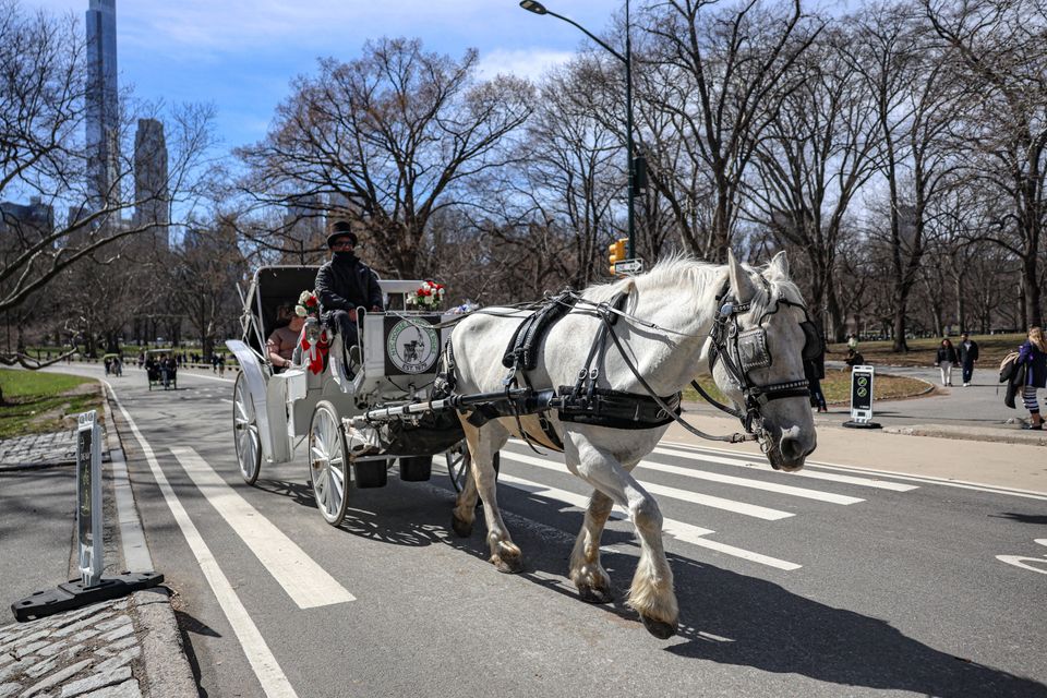 Kutschenverbot im Central Park: New Yorks Tradition vor dem Aus?