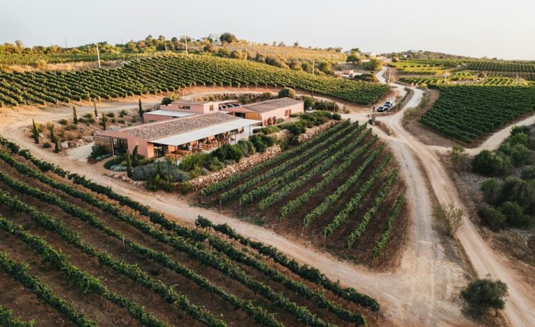 Wie eine fast vergessene Rebsorte die Algarve verändert