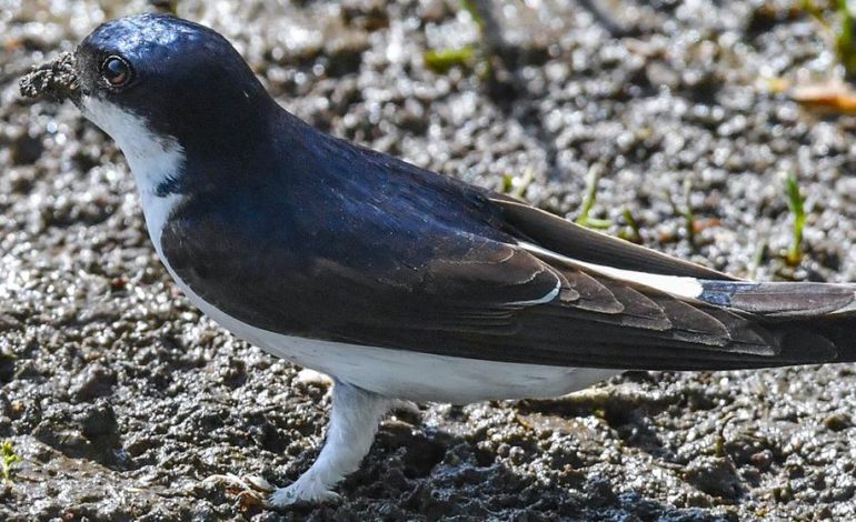 Mehlschwalbe zum Vogel des Jahres 2027 gewählt