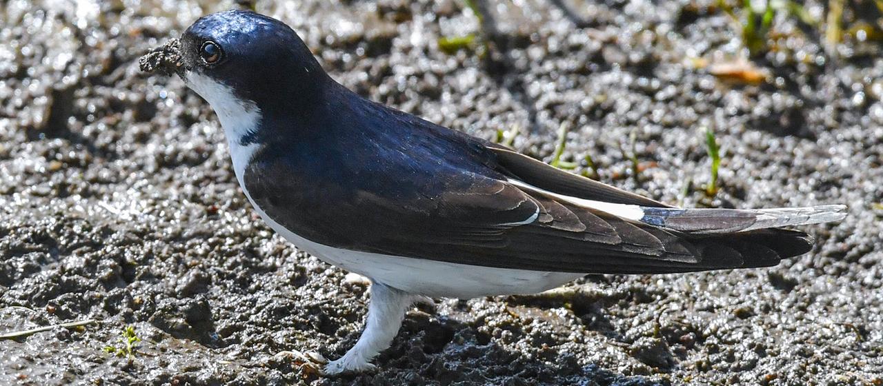 Mehlschwalbe zum Vogel des Jahres 2027 gewählt