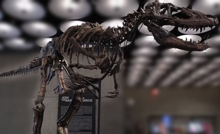 9 Millionen Dollar für Dino-Skelett: Was es so wertvoll macht